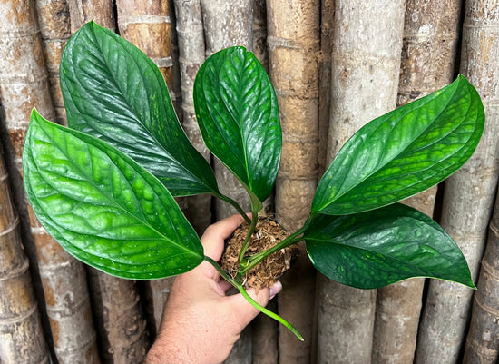 Monstera &