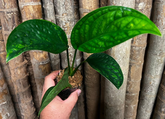 Monstera &