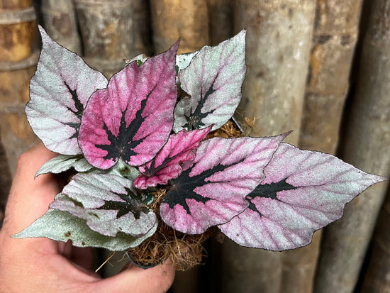 Begonia &