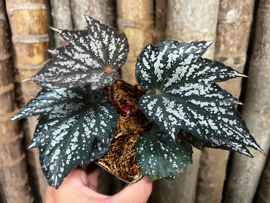 Begonia &