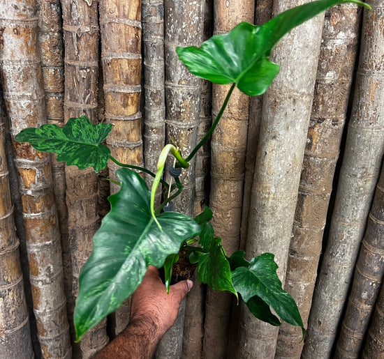 Philodendron &