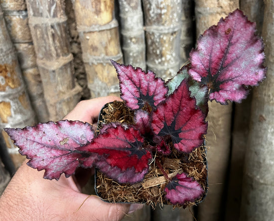 Begonia &