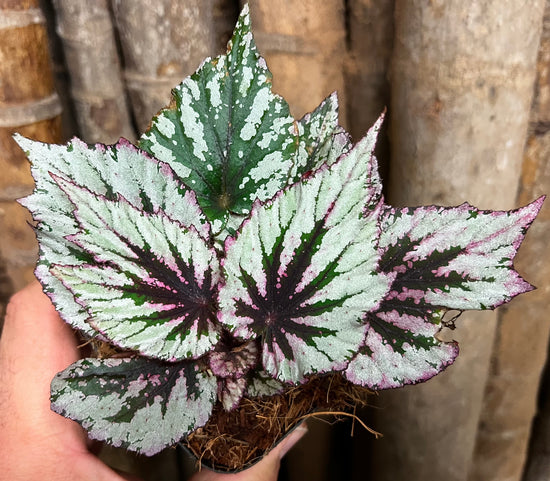 Begonia &