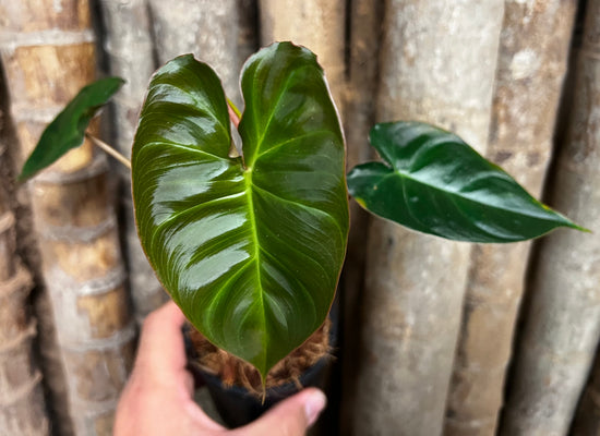 Philodendron &