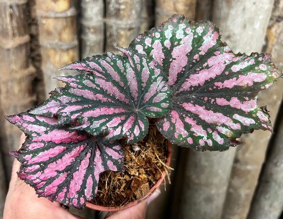 Begonia &