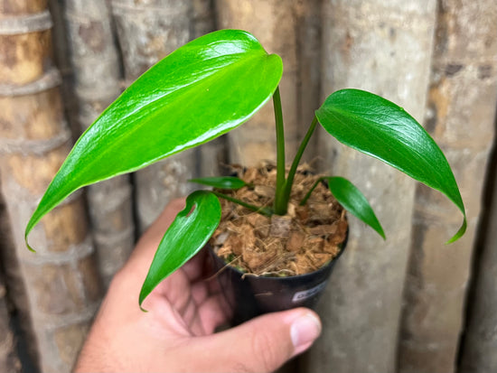 Monstera &