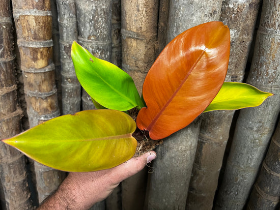 Philodendron &