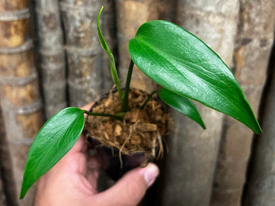 Monstera &