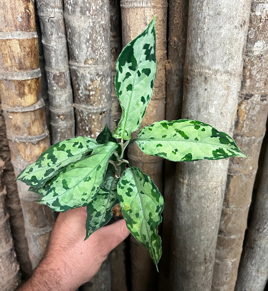 Aglaonema pictum &