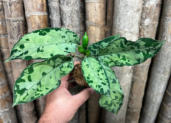 Aglaonema pictum &