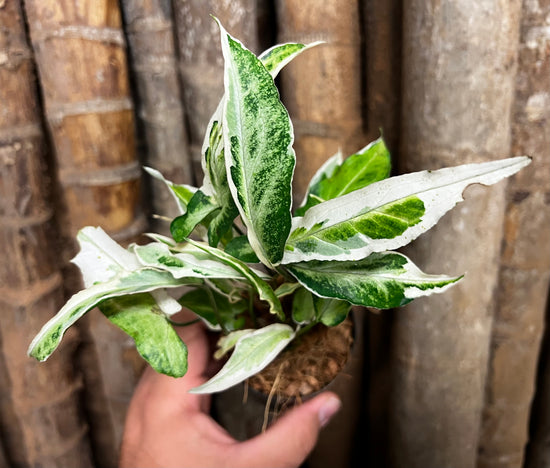Syngonium &