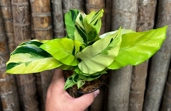 Calathea &