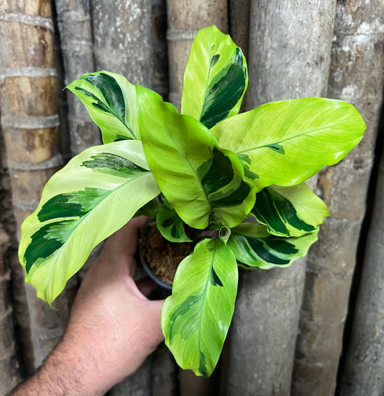 Calathea &