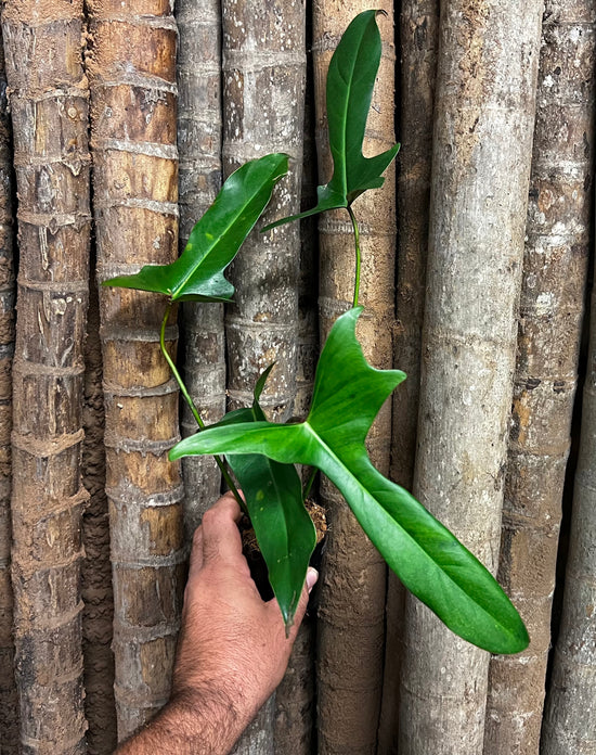 Philodendron longilobatum &
