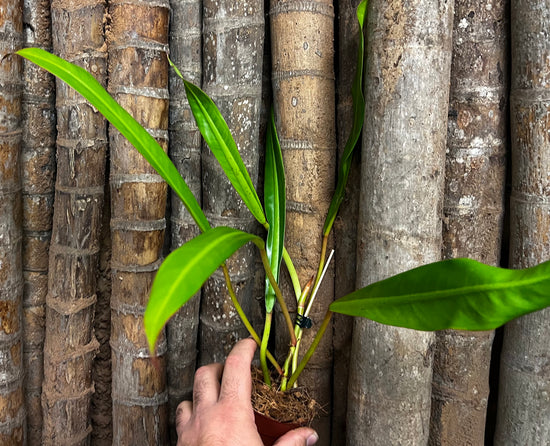 Philodendron &