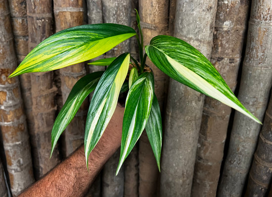 Epipremnum amplissimum &