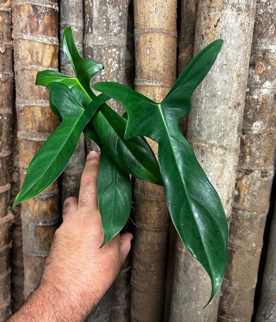 Philodendron longilobatum &