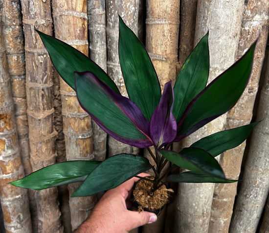 Cordyline &
