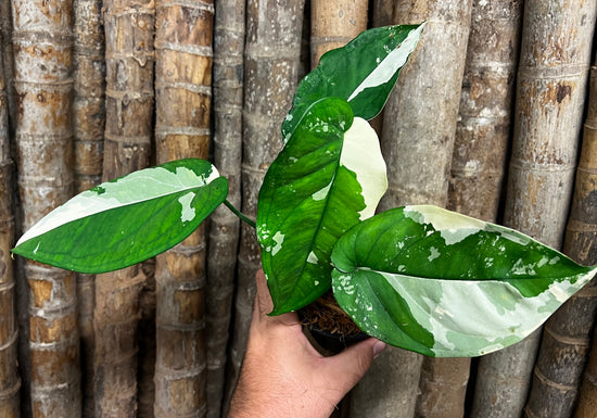 Syngonium chiapense &