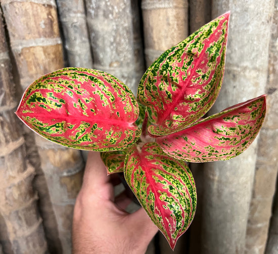 Aglaonema &