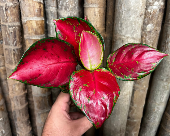 Aglaonema &