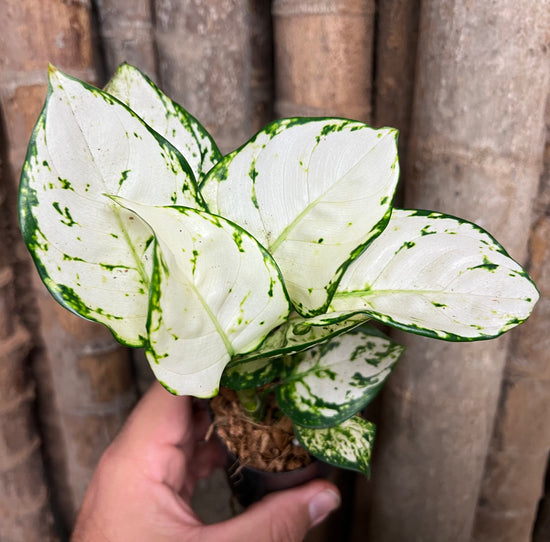 Aglaonema &
