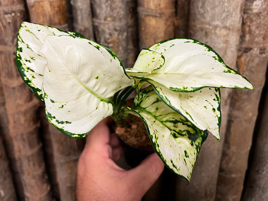 Aglaonema &