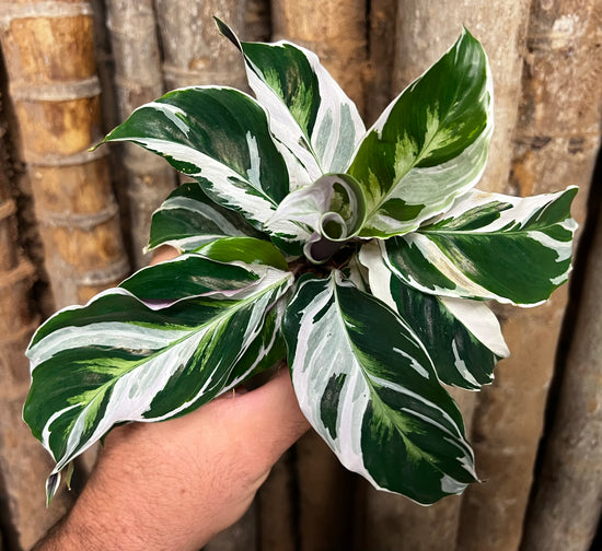 Calathea &