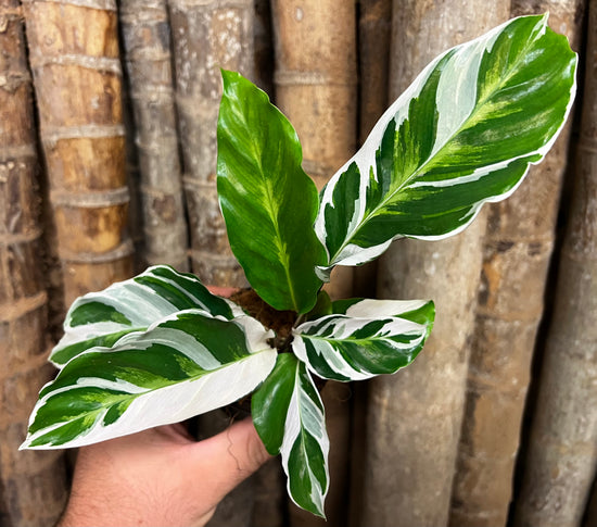 Calathea &