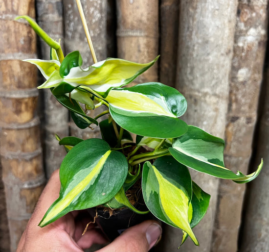 Philodendron &