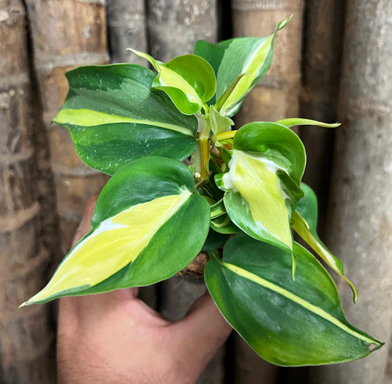 Philodendron &