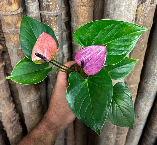 Anthurium &