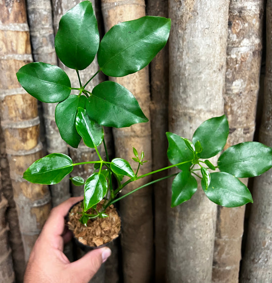 Schefflera &