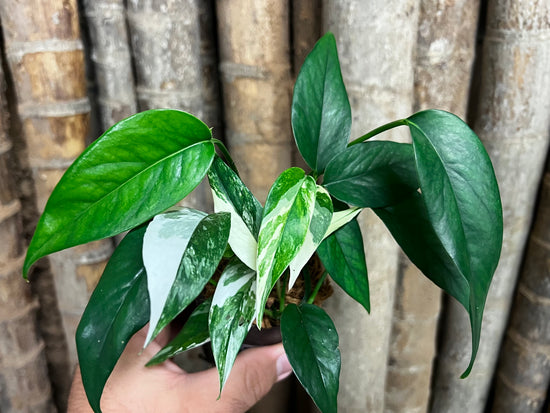 Epipremnum pinnatum &