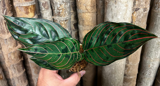 Aglaonema &