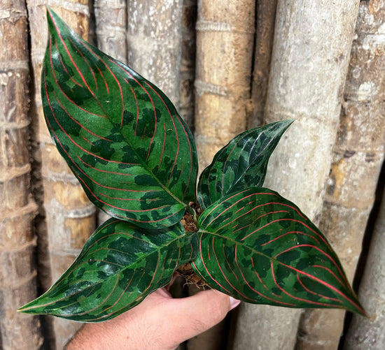 Aglaonema &