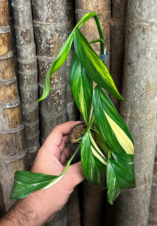 Epipremnum amplissimum &