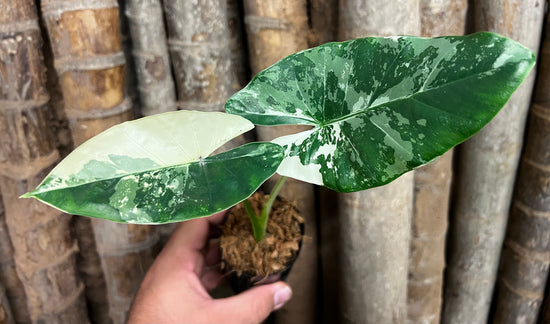 Alocasia &