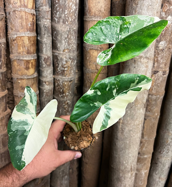 Alocasia &