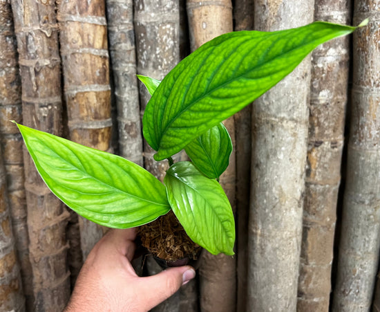 Monstera &