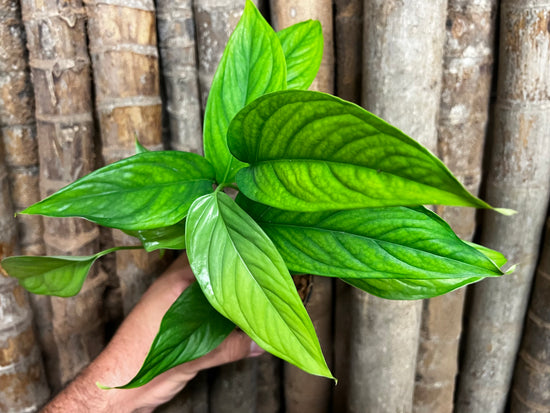 Monstera &