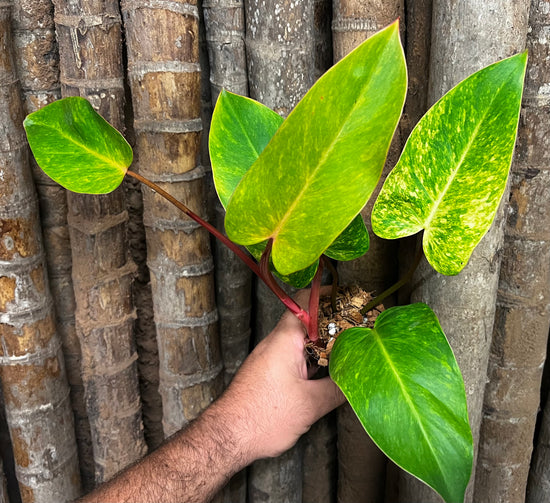 Philodendron &
