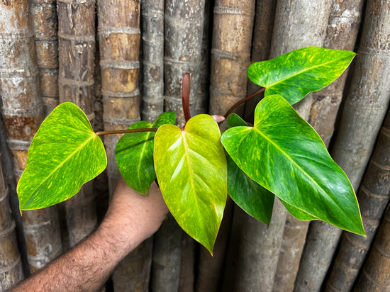 Philodendron &
