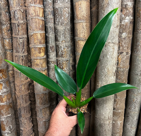 Philodendron &