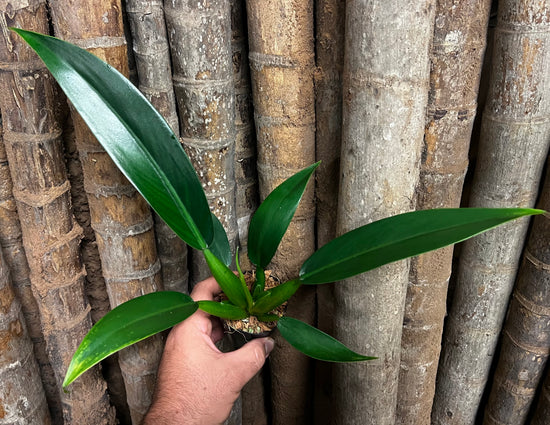 Philodendron &