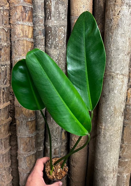 Philodendron &