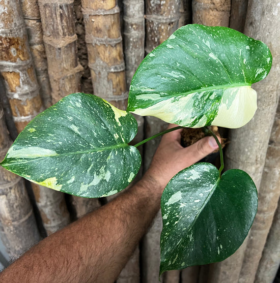 Monstera &