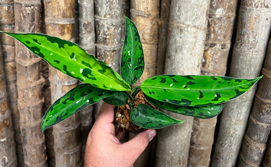 Aglaonema pictum &