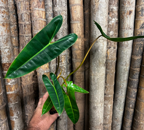 Philodendron &