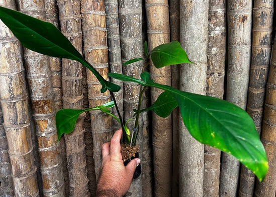 Philodendron &